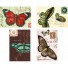 Cavallini-boîte de 18 cartes postales rétro-vlinders2-2561