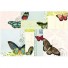 Cavallini-set van 480 mooie plakbriefjes-vlinders-2547