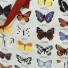 Rex-supergrote opbergtas-vlinders-9159
